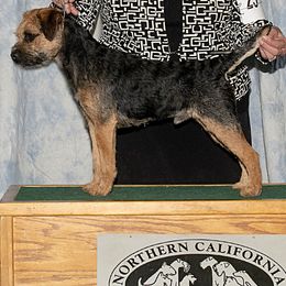 Border Terriers from Gemstones Border Terriers