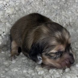 Fendi - Dapple female Dachshund puppy in Tulare, California from Dreamy Creamies