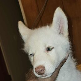 Boy 2 - White male Siberian Husky puppy in Killeen, Texas from Jackson's Siberians