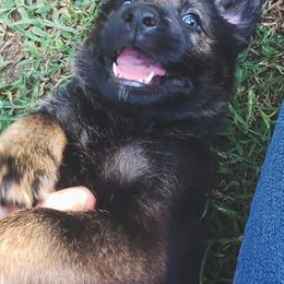 German Shepherd Puppies from Triple K Kennels