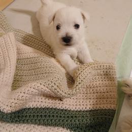 Orange Puppy - White male West Highland White Terrier puppy in Golden Valley, Arizona from Wagglesworth Westies