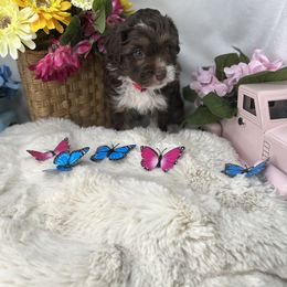 Aussiedoodle, Bernedoodle, and Goldendoodle Puppies from Little Golden Farm
