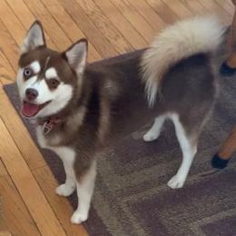 Bitsy - Pomsky