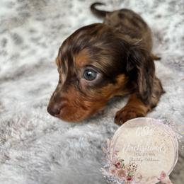 Dachshund Puppies from CSW Dachshunds