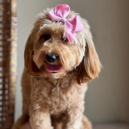 Ruby - Goldendoodle