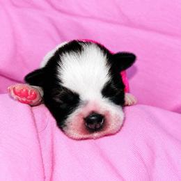Eve - Black and white female Shih Tzu puppy in Sebring, Florida from Amarilys ShihTzus & Poodles