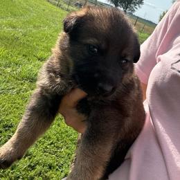 Henry - Sable male German Shepherd puppy in Humboldt, Iowa from Carlson Hill Farm