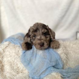 Labradoodle Puppies from Raising Doodles