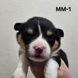 MM-1 - Black and tan male Pembroke Welsh Corgi puppy in Ely, Minnesota from RJ's Corgis