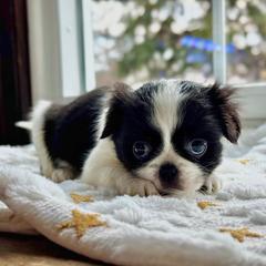 Girl 3 purple - Black and white female Japanese Chin puppy in Vernon, Connecticut from Chin Babies