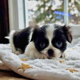 Girl 3 purple - Black and white female Japanese Chin puppy in Vernon, Connecticut from Chin Babies