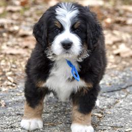 Levi's (blue boy) - Tri-color male Bernedoodle puppy in Waukesha, Wisconsin from Bernedoodle Boutique (and Cavapoos)