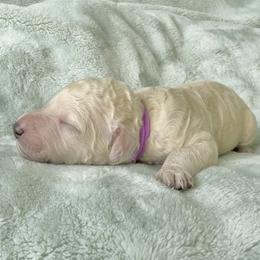 Girl 2 - White female Poodle puppy in Screven, Georgia from Dreamland Standard Poodles