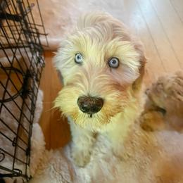 Goldendoodle Puppies from Lundee Doodles