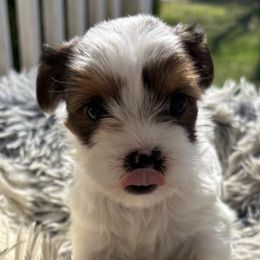 Yorkshire Terriers from Rowan's Rascals