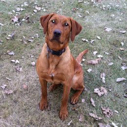 Lottie - Labrador Retriever