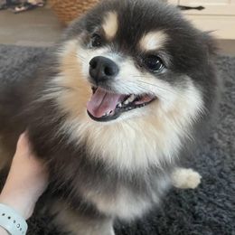 Meredith - Pomsky