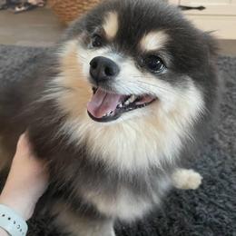 Meredith - Pomsky
