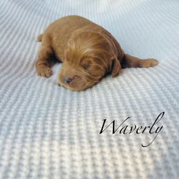 Waverly - Red female Cockapoo puppy in Alexandria, Alabama from Bright and Beautiful Cockapoos and Doodles