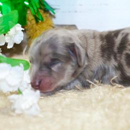 Dixie - Cream female Dachshund puppy in Bellville, Ohio from JK Mini Doxies