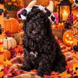 Blue 1300 - Black male Goldendoodle puppy in Salem, Oregon from Capital Doodles