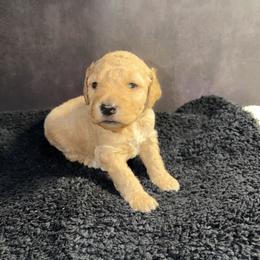 Boy 3 - Gold and white male Shih Tzu puppy in Ocala, Florida from Mimi's Shih-tzus of Ocala