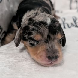 Female 2 - Dapple female Dachshund puppy in Columbus, Ohio from Bumpkins Dachshunds