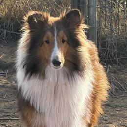Ellie - Sable and white female Shetland Sheepdog puppy in Pleasant Shade, Tennessee from Odyssey Shetland Sheepdogs