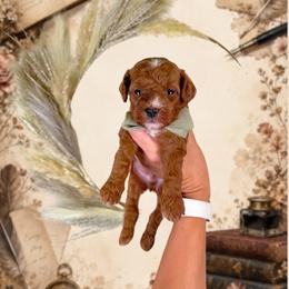 Poet - Red  male Goldendoodle puppy in Norcross, Georgia from Teddy Puppies