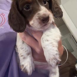 Male 1 - Piebald male Dachshund puppy in Quitman, Mississippi from S-and-A Kennels