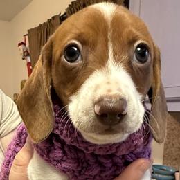 Dachshund Puppies from Cains River Valley Dachshunds