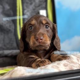 Cessna - Chocolate and tan female Dachshund puppy in Chandler, Arizona from Vonaducci Doxies, LLC.