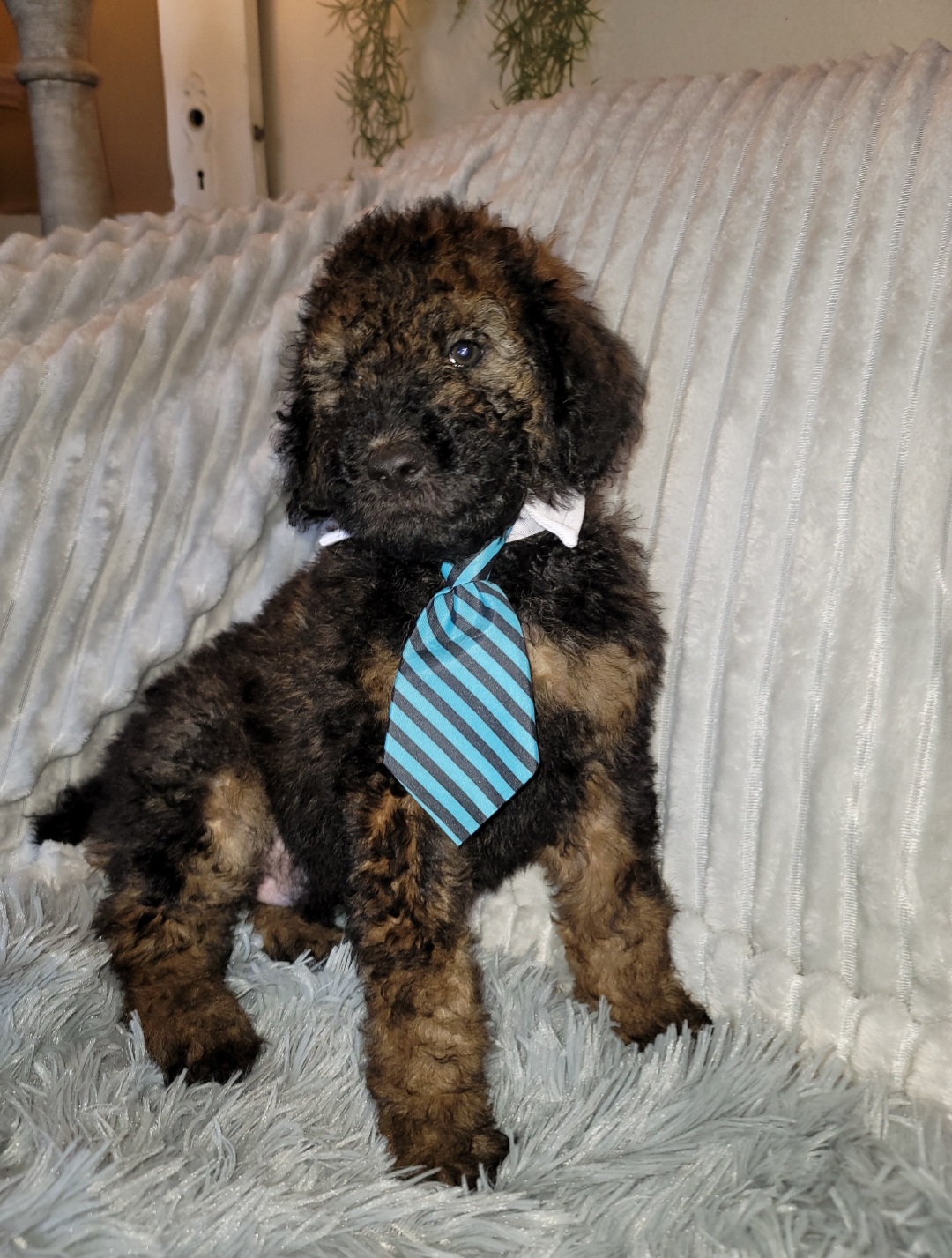 Poodle Puppies from Caboodles of Poodles