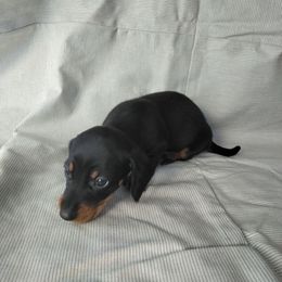 Knight - Black and tan male Dachshund puppy in Opelika, Alabama from Dachshund Darlins
