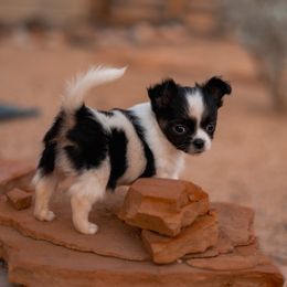 Thunder - Black and tan female Chihuahua puppy in Phoenix, Arizona from Arizona Adventure Chihuahuas