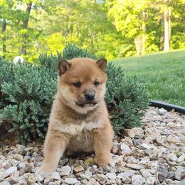 Chia - Red female Shiba Inu puppy in Clayton, Illinois from Adorable-Puppies