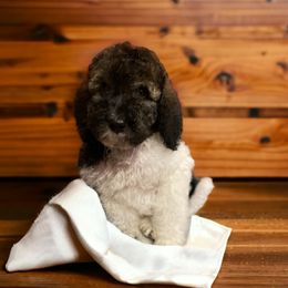 Poodle Puppies from SP standard Poodles