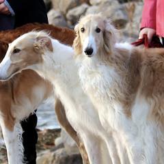 Borzois from Susan Motisi's Borzoi