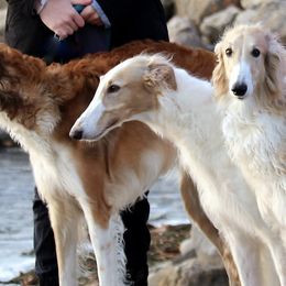 Borzois from Susan Motisi's Borzoi