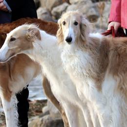 Borzois from Susan Motisi's Borzoi