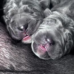 Lilypad - Gray female Cane Corso puppy in Fairfield, California from Royal Class Kennels