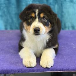 Australian Shepherd Puppies from Shawnkara Australian Shepherds & Miniature American Shepherds