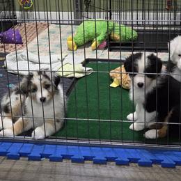 Australian Shepherd Puppies from Beacon Hill Aussies