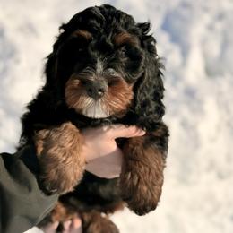 Larry - Tri-color male Bernedoodle puppy in Anchorage, Alaska from Cascade Country Doodles