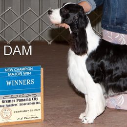 Bailey - English Springer Spaniel