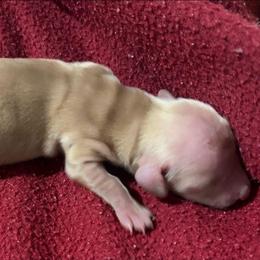 Miss Daisy - Cream female Dachshund puppy in Fort Worth, Texas from Chadwick Farms Mini Dachshunds