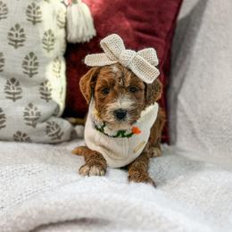 Burgundy collar girl - Red  female Goldendoodle puppy in Spokane, Washington from Dream Doodles in Spokane WA