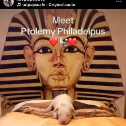 Poodle, Yorkipoo, and Yorkshire Terrier Puppies from Tuts Pups Cafe