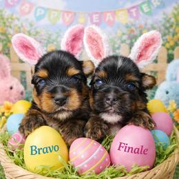 Finale - Black and tan male Yorkshire Terrier puppy in Ben Wheeler, Texas from Nana's Yorkie Crew