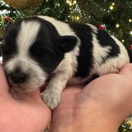 Orange girl - Parti female Miniature Schnauzer puppy in Oneonta, Alabama from Murphree Valley Kennels